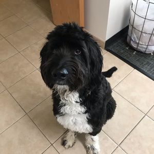 Meet your Posher, Allie